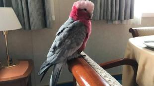 Rose-breasted Cockatoo