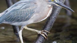 Striated Heron