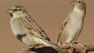 House Sparrow