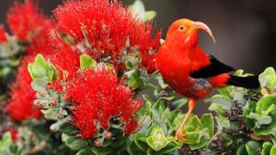 I'iwi, rainforest bird of Hawaii