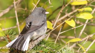 Dark-eyed Junco
