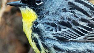 Kirtland's Warbler