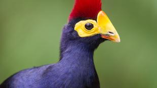 Lady Ross's Turaco