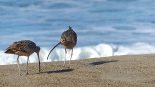 Long-billed Curlews