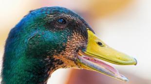 Mallard (male), taste buds are inside the bill