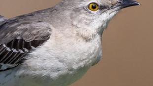 Northern Mockingbird