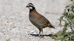 Northern Bobwhite