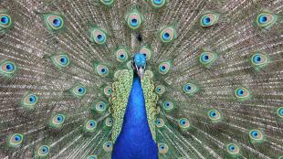 Male Peacock faces the viewer, his tail fanned out in display