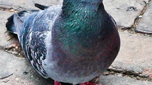 Pigeon on cobblestone street