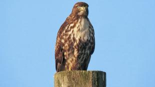 Red-tailed Hawk