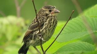 Red-winged Blackbird juvenile