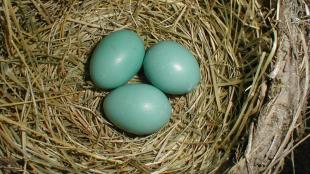 American Robin nest with eggs