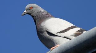 Closeup photo of Rock Pigeon in profile