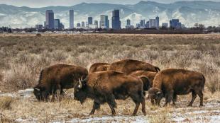 Rocky Mountain Arsenal Refuge