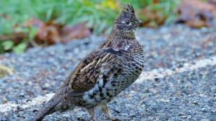 Ruffed Grouse