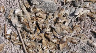 Dried Tilapia on the shore of Salton Sea