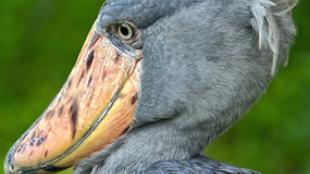 Shoebill