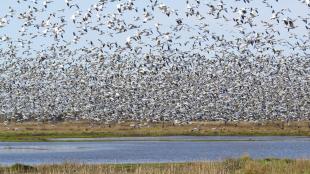 Flock of Snow Geese in flight