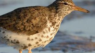 Spotted Sandpiper