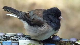 Dark-eyed Junco