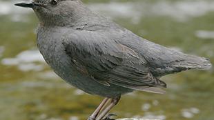 An American Dipper