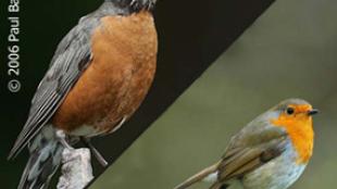 American Robin (left) and European Robin (right)