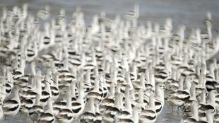 American Avocets in non-breeding plumage