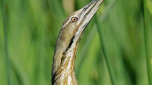 American Bittern