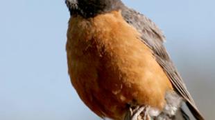 American Robin