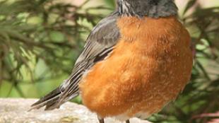 An American Robin