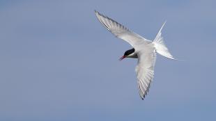 Arctic Tern in flight