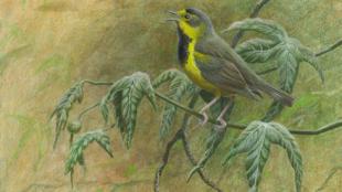 Bachman's Warbler