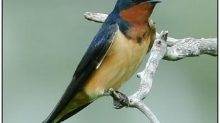 Barn Swallow