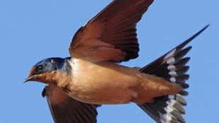 Barn Swallow in Flight