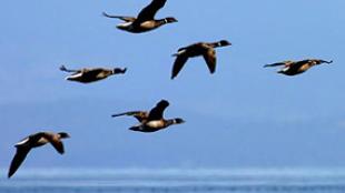 Black Brant Flying