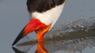 Black Skimmer