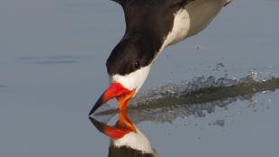 Black Skimmer