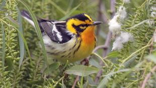 Blackburnian Warbler