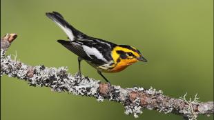 Blackburnian Warbler