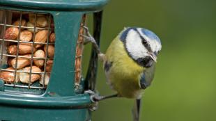 Blue Tit at bird feeder