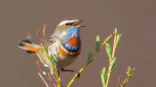 Bluethroat singing