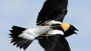 Bobolink in Flight