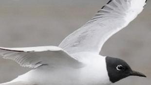 Bonaparte's Gull in Flight