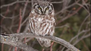 Boreal Owl facing forward, perched on a branch