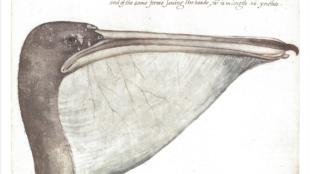 Brown Pelican, John White illustration
