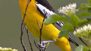 Bullocks Oriole