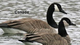 Canada Goose and Cackling Goose 