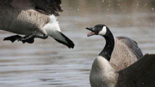 Canada Geese