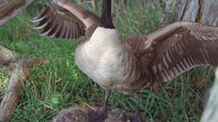 Canada Goose