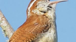 Carolina Wren